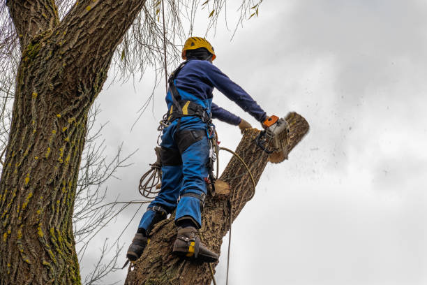 Trusted Lake Barcroft, VA Tree Service Experts